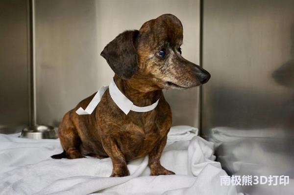 ontario-researchers-3d-print-titanium-skull-cap-for-dog-with-cancer-2.jpg